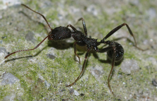 Aphaenogaster cfr spinosa